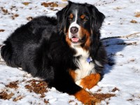Bernese Mountain Dog thumbnail